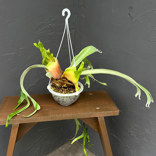 観葉植物 ビカクシダ（コウモリラン） ウィリンキーバリー（スポア株