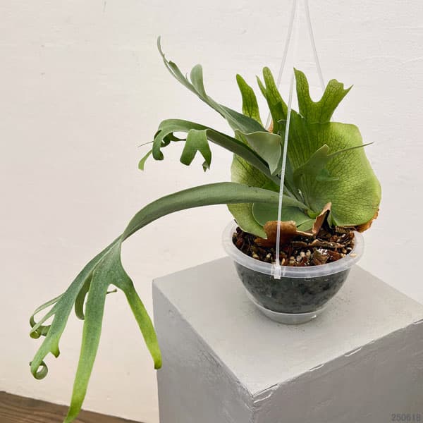 ビカクシダ 胞子のおすすめ人気商品一覧 通販 - Yahoo!ショッピング