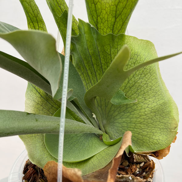 観葉植物 ビカクシダ（コウモリラン） ウィリンキーバリー（スポア株