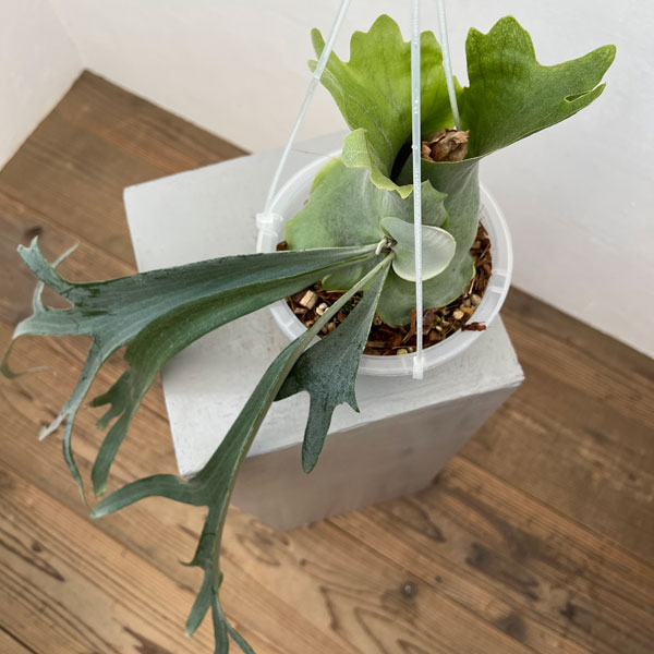 観葉植物/ビカクシダ：ミックススポア（willinckii Paul Webber