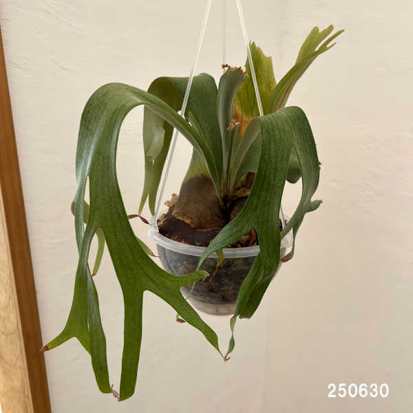 ビカクシダ ビフルカツムのおすすめ人気商品一覧 通販 - Yahoo