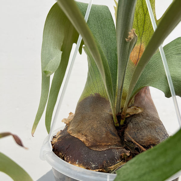 ビカクシダ ビフルカツムのおすすめ人気商品一覧 通販 - Yahoo