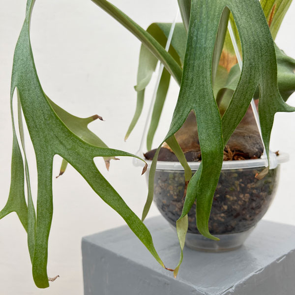 特大ビカクシダ マジュス コルク 50,001～70,000 | artPLANTs （アートプランツ）