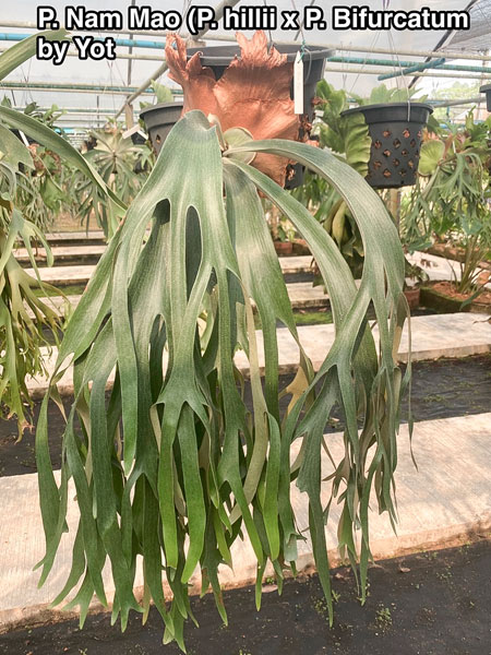 観葉植物 ビカクシダ（コウモリラン） ナームマオ（ヒリー