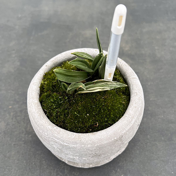 万年青鉢のおすすめ人気商品一覧 通販 - Yahoo!ショッピング