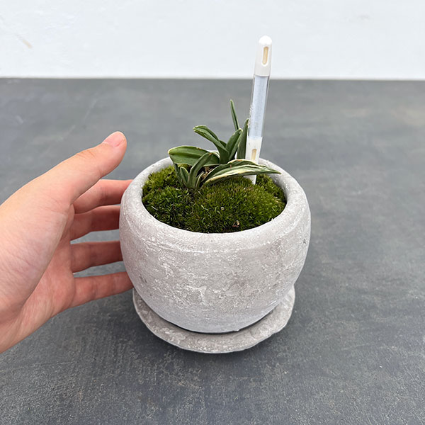 万年青 力和のおすすめ人気商品一覧 通販 - Yahoo!ショッピング