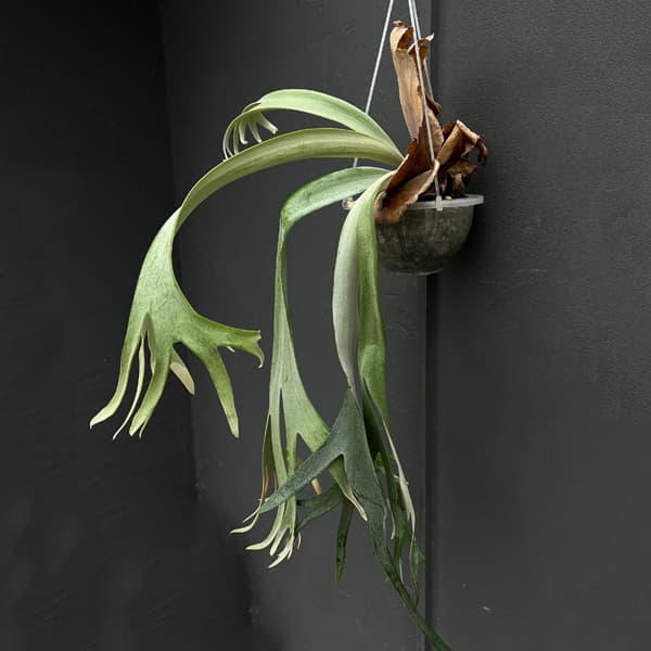 観葉植物 ビカクシダ（コウモリラン） ウィリンキードワーフタツタ5号