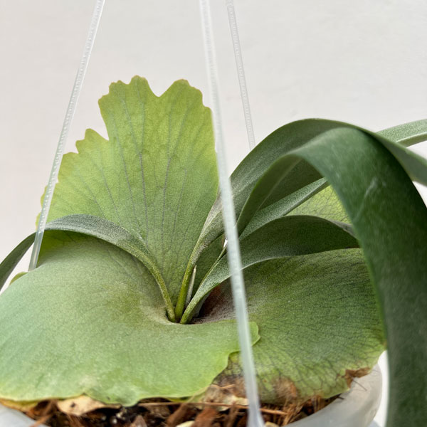 ビカクシダ ウィリンキー ドワーフのおすすめ人気商品一覧 通販