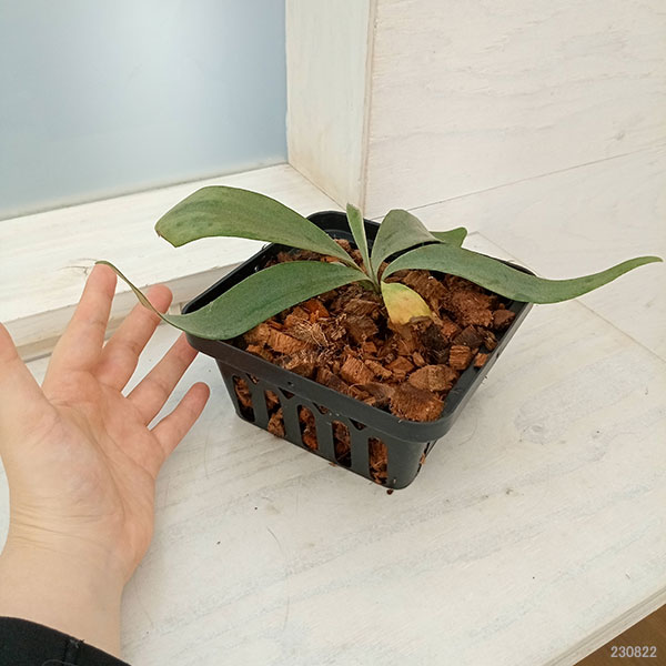 観葉植物/ビカクシダ（コウモリラン）：ウィリンキーイエロームーン（pup）14.5cmポット 送料無料 ザ・ファームセレクト コウモリラン ビカクシダ