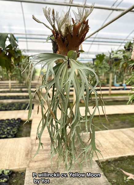 観葉植物/ビカクシダ(コウモリラン):ウィリンキーイエロームーン(pup)14.5cmポット 送料無料 ザ・ファームセレクト 観葉植物/ビカクシダ(コウモリラン):ウィリンキーイエロームーン(pup)14.5cmポット ザ・ファームセレクト 観葉植物/ビカクシダ(コウモリラン):ウィリンキーイエロームーン(pup)14.5cmポット 送料無料 ザ・ファームセレクト 観葉植物/ビカクシダ(コウモリラン):ウィリンキーイエロームーン(pup)14.5cmポット ザ・ファームセレクト