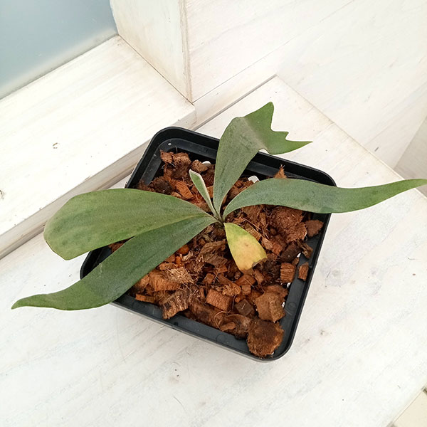 観葉植物/ビカクシダ（コウモリラン）：ウィリンキーイエロームーン（pup）14.5cmポット 送料無料 ザ・ファームセレクト コウモリラン ビカクシダ