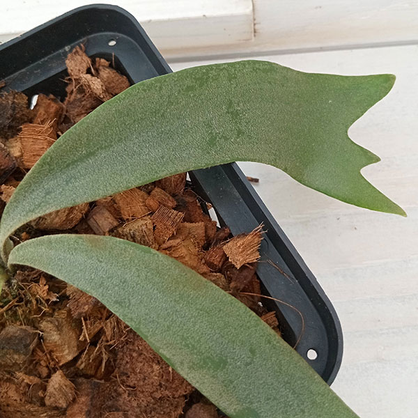 観葉植物/ビカクシダ（コウモリラン）：ウィリンキーイエロームーン（pup）14.5cmポット 送料無料 ザ・ファームセレクト コウモリラン ビカクシダ