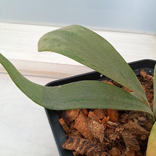 観葉植物/ビカクシダ(コウモリラン):ウィリンキーイエロームーン(pup)14.5cmポット 送料無料 ザ・ファームセレクト 観葉植物/ビカクシダ(コウモリラン):ウィリンキーイエロームーン(pup)14.5cmポット ザ・ファームセレクト 観葉植物/ビカクシダ(コウモリラン):ウィリンキーイエロームーン(pup)14.5cmポット 送料無料 ザ・ファームセレクト 観葉植物/ビカクシダ(コウモリラン):ウィリンキーイエロームーン(pup)14.5cmポット ザ・ファームセレクト