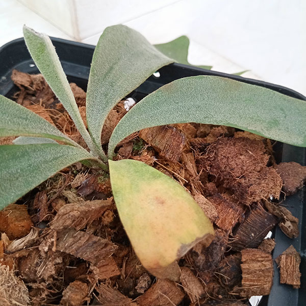 観葉植物/ビカクシダ（コウモリラン）：ウィリンキーイエロームーン（pup）14.5cmポット 送料無料 ザ・ファームセレクト コウモリラン ビカクシダ