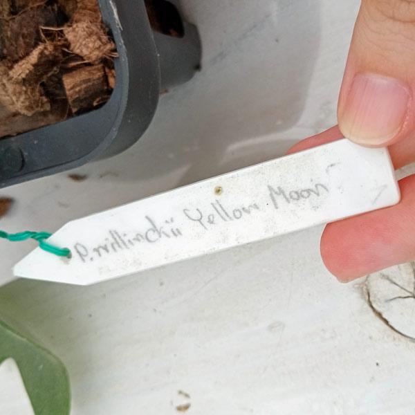 観葉植物/ビカクシダ(コウモリラン):ウィリンキーイエロームーン(pup)14.5cmポット 送料無料 ザ・ファームセレクト 観葉植物/ビカクシダ(コウモリラン):ウィリンキーイエロームーン(pup)14.5cmポット ザ・ファームセレクト 観葉植物/ビカクシダ(コウモリラン):ウィリンキーイエロームーン(pup)14.5cmポット 送料無料 ザ・ファームセレクト 観葉植物/ビカクシダ(コウモリラン):ウィリンキーイエロームーン(pup)14.5cmポット ザ・ファームセレクト