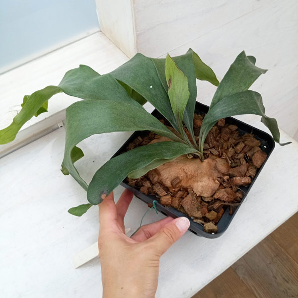 シダ植物｜ビカクシダ（コウモリラン）｜品質と鮮度の【THE GOOD