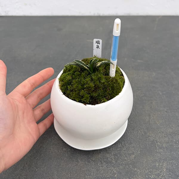 観葉植物 ギフトに オモト（万年青） 瑞泉・鉢植え マリナ白M