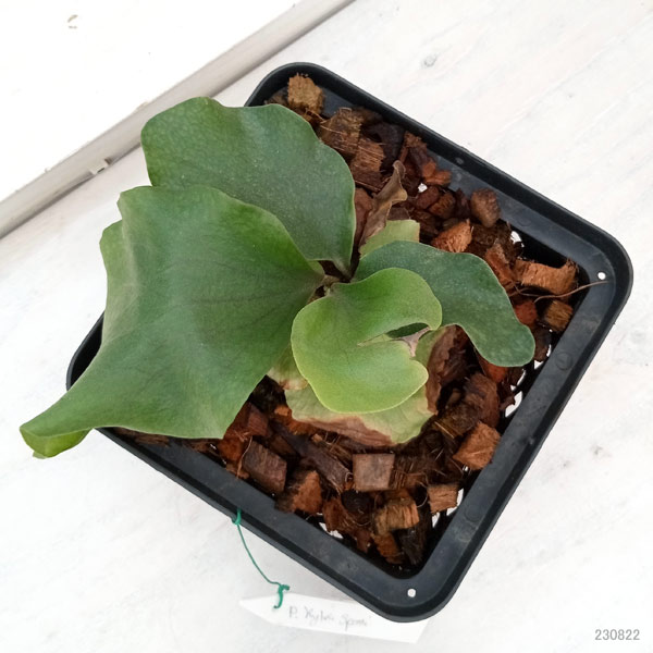 観葉植物/ビカクシダ(コウモリラン):麒麟(キリン)スポア株 14.5cmポット 23-02 ザ・ファームセレクト コウモリラン キリン ビカクシダ 観葉植物/ビカクシダ(コウモリラン):麒麟(キリン)スポア株 14.5cmポット 23-02 ザ・ファームセレクト コウモリラン キリン ビカクシダ