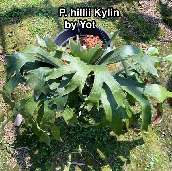 観葉植物/ビカクシダ(コウモリラン):麒麟(キリン)スポア株 14.5cmポット 23-02 ザ・ファームセレクト コウモリラン キリン ビカクシダ 観葉植物/ビカクシダ(コウモリラン):麒麟(キリン)スポア株 14.5cmポット 23-02 ザ・ファームセレクト コウモリラン キリン ビカクシダ