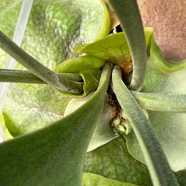 観葉植物/ビカクシダ（コウモリラン）：麒麟（キリン）スポア株　14.5ｃｍポット　23-02 ザ・ファームセレクト コウモリラン キリン ビカクシダ