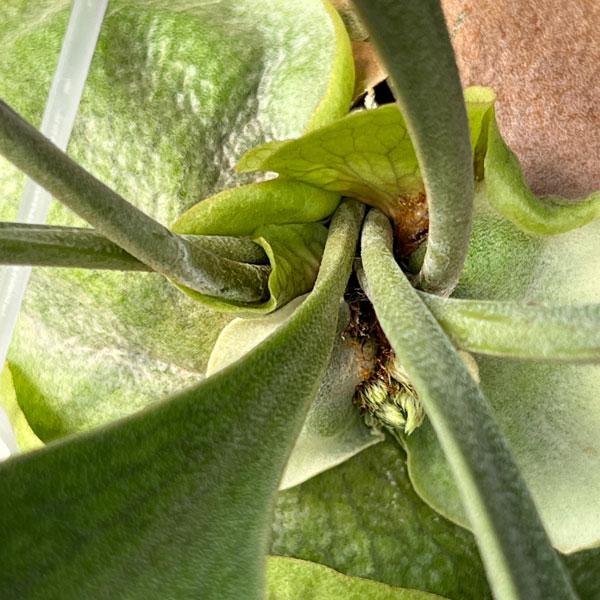 観葉植物/ビカクシダ(コウモリラン):麒麟(キリン)スポア株 14.5cmポット 23-02 ザ・ファームセレクト コウモリラン キリン ビカクシダ 観葉植物/ビカクシダ(コウモリラン):麒麟(キリン)スポア株 14.5cmポット 23-02 ザ・ファームセレクト コウモリラン キリン ビカクシダ