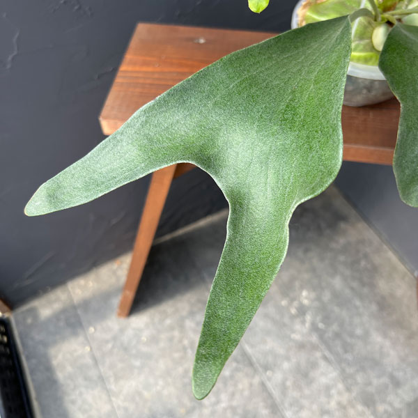 観葉植物/ビカクシダ（コウモリラン）：麒麟（キリン）スポア株　14.5ｃｍポット　23-02 ザ・ファームセレクト コウモリラン キリン ビカクシダ