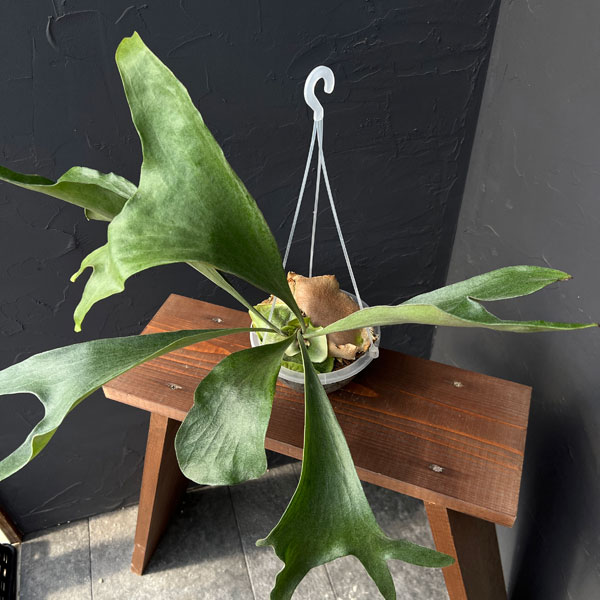 観葉植物/ビカクシダ（コウモリラン）：麒麟（キリン）スポア株　14.5ｃｍポット　23-02 ザ・ファームセレクト コウモリラン キリン ビカクシダ