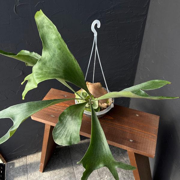 観葉植物/ビカクシダ(コウモリラン):麒麟(キリン)スポア株 14.5cmポット 23-02 ザ・ファームセレクト コウモリラン キリン ビカクシダ 観葉植物/ビカクシダ(コウモリラン):麒麟(キリン)スポア株 14.5cmポット 23-02 ザ・ファームセレクト コウモリラン キリン ビカクシダ