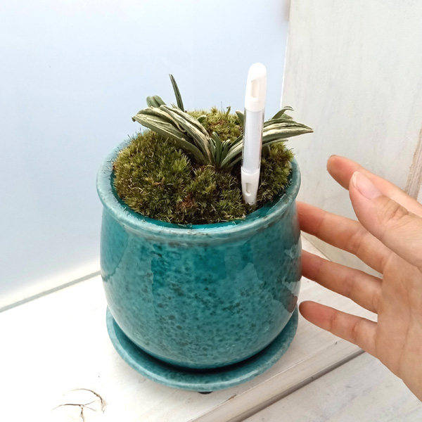 万年青　富士 小型観葉植物 黒鉢　鉢植え Amazon | 観葉植物：オモト 万年青*4号 洋風モダン鉢 受皿付 黒