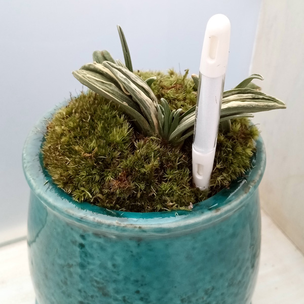 観葉植物 ギフトに オモト(万年青) 瑞泉・鉢...の詳細画像2