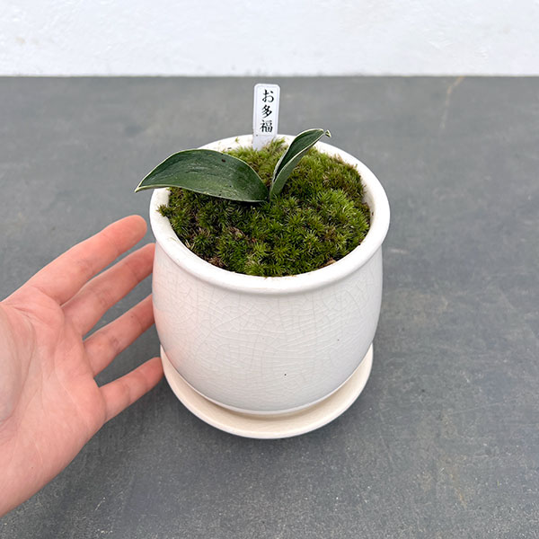 万年青鉢のおすすめ人気商品一覧 通販 - Yahoo!ショッピング