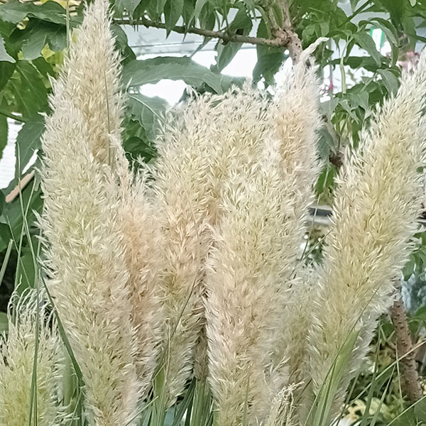 草花の苗 パンパスグラス タイニーパンパス8号鉢植え : 園芸ネット