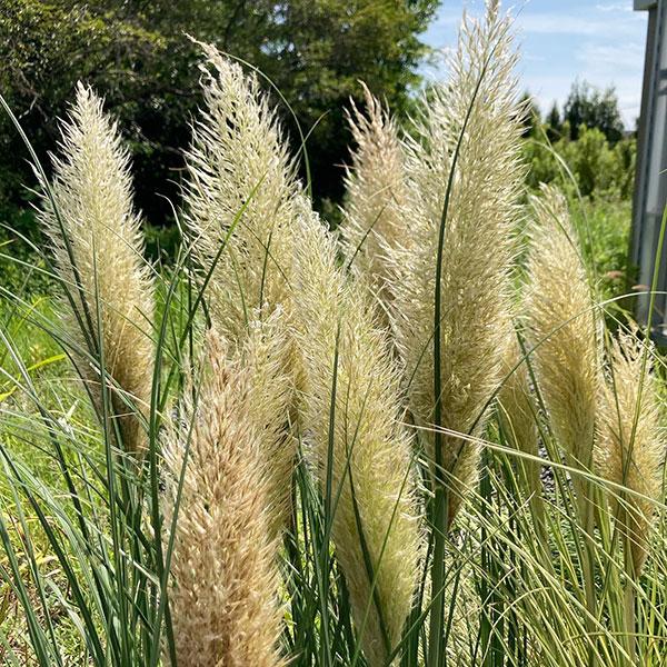 草花の苗 パンパスグラス タイニーパンパス8号鉢植え : 園芸ネット