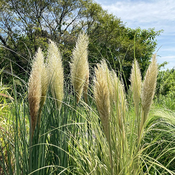 草花の苗 パンパスグラス タイニーパンパス8号鉢植え : 園芸ネット
