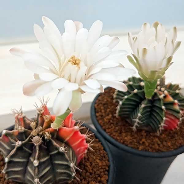 サボテン　菊水綴化　緋牡丹錦　天平丸　3株セット❗ サボテン 菊水綴化 緋牡丹錦 天平丸 3株セット❗