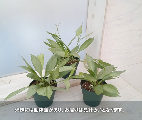 観葉植物/ホヤ：ニューギニアゴースト 3号硬質ポット : 224160 : 園芸