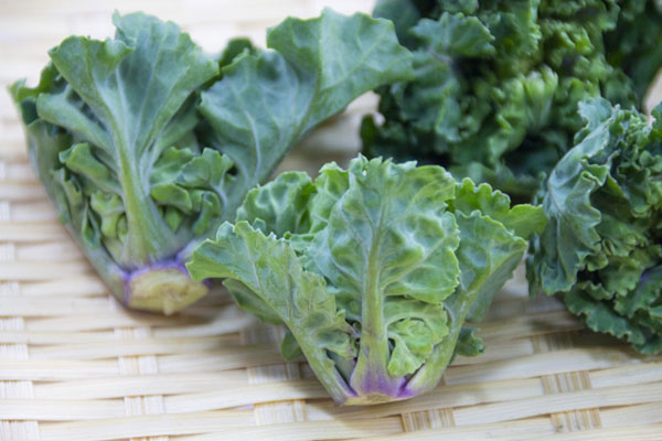 野菜の苗 26年8月下旬予約 プチヴェール 3...の詳細画像1