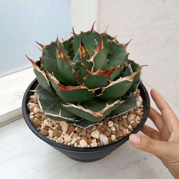 初出 カリフォルニア輸入株 スワローテイル オテロイ 剣竜