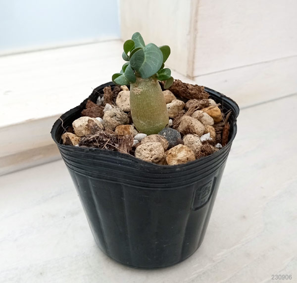 観葉植物 アデニウム アラビカム 獅子葉(シシ...の詳細画像1