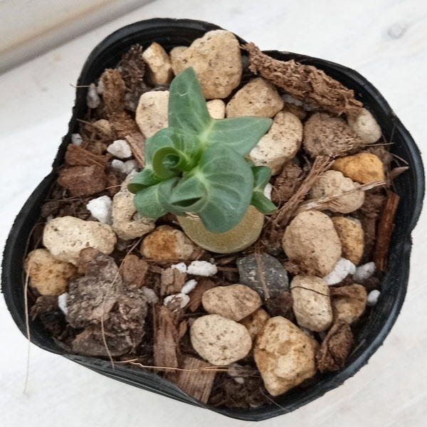 観葉植物 アデニウム アラビカム 獅子葉(シシ...の詳細画像2