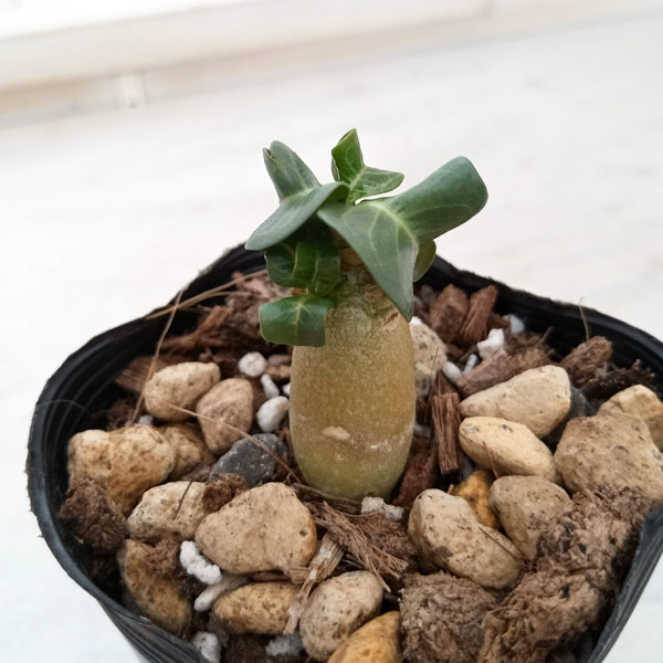 観葉植物 アデニウム アラビカム 獅子葉(シシ...の詳細画像3