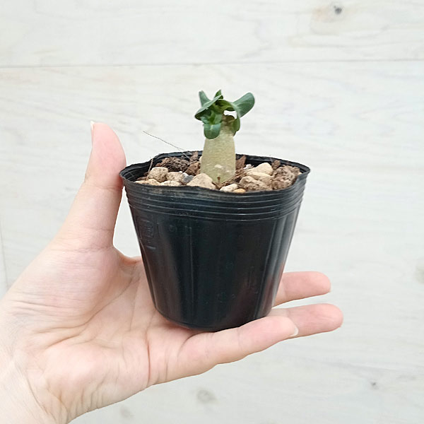 観葉植物 アデニウム アラビカム 獅子葉(シシ...の詳細画像4