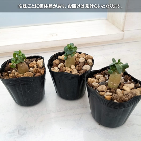 観葉植物 アデニウム アラビカム 獅子葉(シシ...の詳細画像5