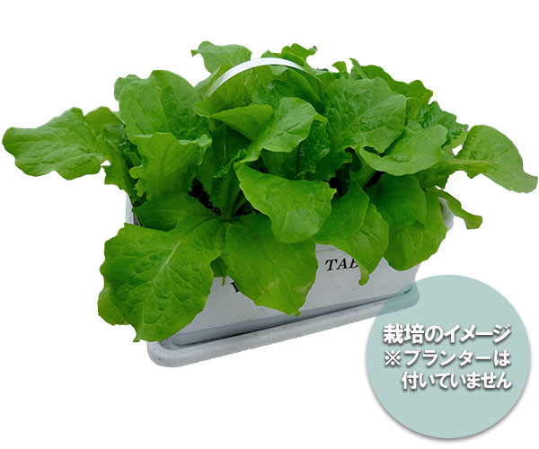 野菜の苗 26年8月下旬予約 おくだけ摘みとり...の詳細画像2