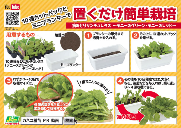野菜の苗 26年8月下旬予約 おくだけ摘みとり...の詳細画像4