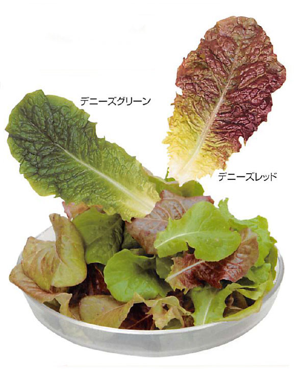 野菜の苗 26年8月下旬予約 おくだけ摘みとり...の詳細画像3