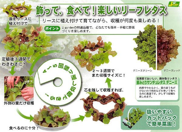 野菜の苗 26年8月下旬予約 おくだけ摘みとり...の詳細画像5