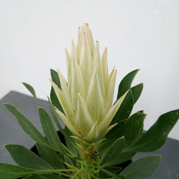 花木 庭木の苗 サマーセール (わけあり特価)...の詳細画像1
