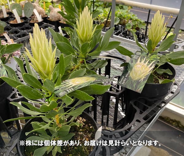 花木 庭木の苗 サマーセール (わけあり特価)...の詳細画像3