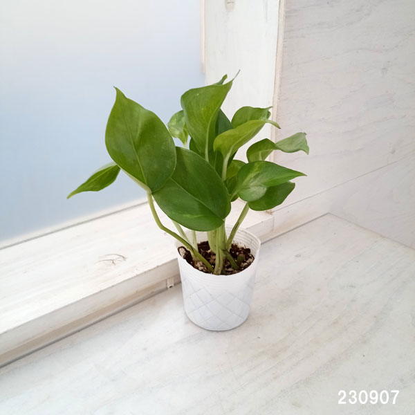 観葉植物 ポトス テルノジャック 3号ポット ...の詳細画像5